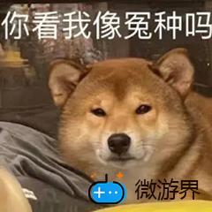 网络用语冤种意思介绍