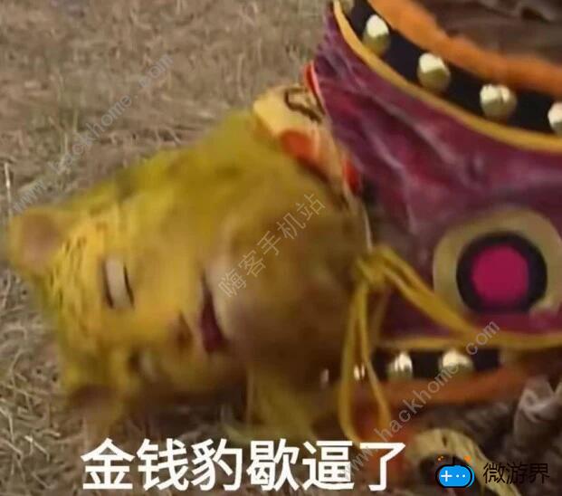 金钱豹什么梗(金钱豹什么梗2022)