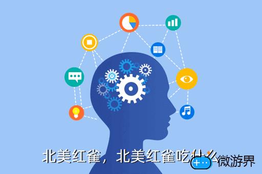 北美红雀，北美红雀吃什么