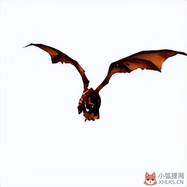 魔兽世界红玉圣殿副本怎么玩（海里昂boss打法指南）--第2张