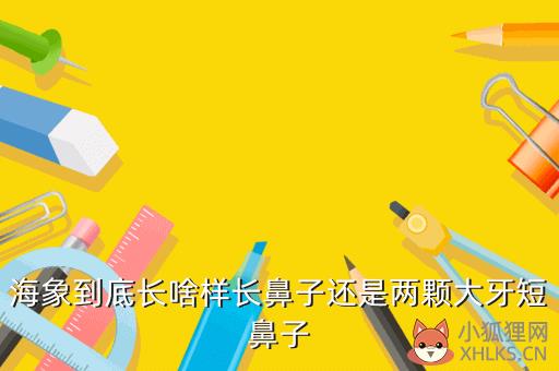 海象到底长啥样长鼻子还是两颗大牙短鼻子