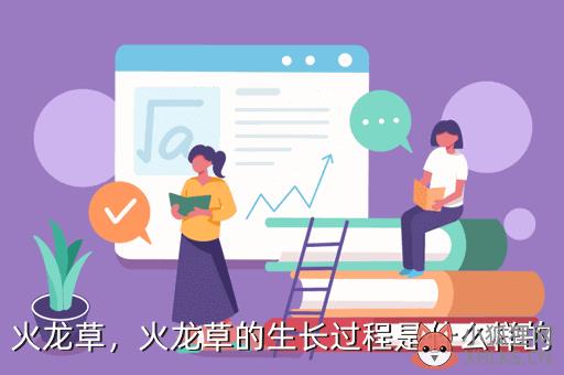 火龙草，火龙草的真实植物图