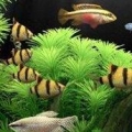 梦幻水族馆屏保V1.0.0.1电脑版