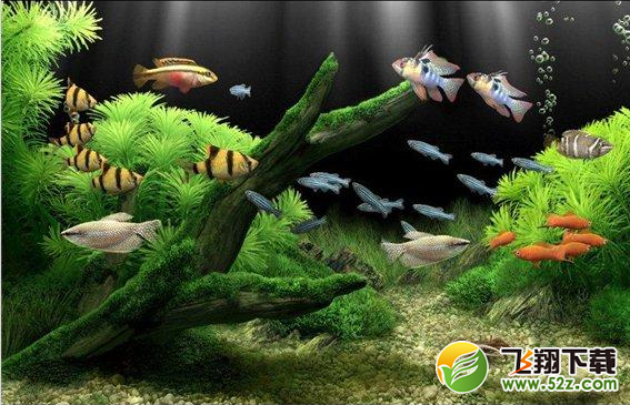 梦幻水族馆屏保 V1.0.0.1 电脑版_52z.com