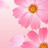 小学六年级上学期家长会ppt课件