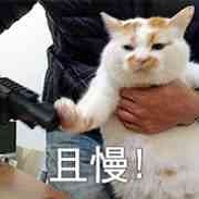 楼板娘的猫楼楼猫表情包大全