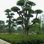 2018年植树节活动新闻稿范文大全