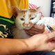 楼楼猫无水印完整版