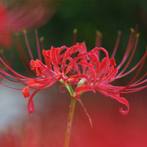 曼珠沙华彼岸花壁纸