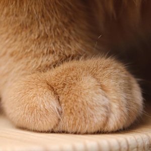 猫咪图片大全可爱壁纸