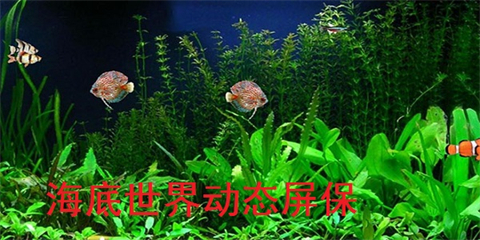 海底世界动态屏保下载
