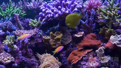 水族馆动态壁纸中文版