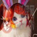 王者荣耀猫咪接头原图图片下载 v3.73.1.8运营中