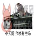 抖音小天鹅今晚有空吗图片表情包动态图分享 v1.0