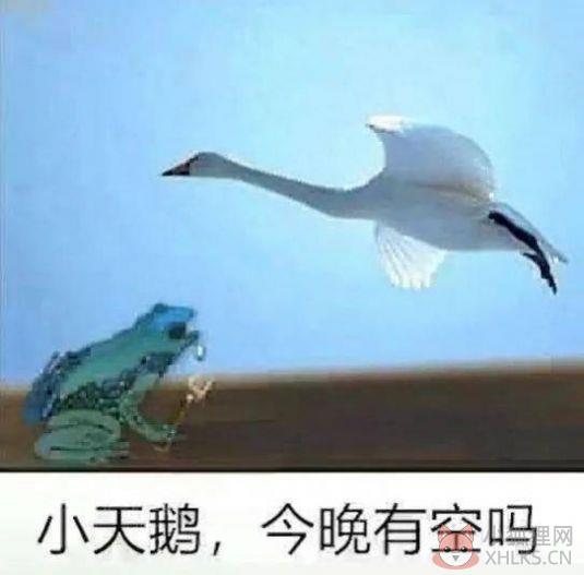 抖音小天鹅今晚有空吗图片表情包动态图分享图片1
