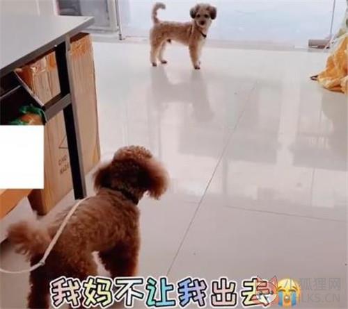 狗子连喊带比划叫小伙伴出去玩表情包带字动图免费下载图片1