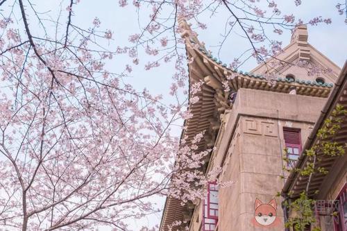 2021武汉大学樱花网上预约入口官网地址图片1