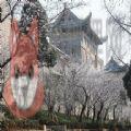 2021武汉大学樱花网上预约入口官网地址 v1.0