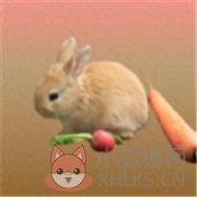 拼个胡萝卜 拼个胡萝卜